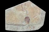 Ordovician Trilobite (Euloma) With Pos/Neg - Zagora, Morocco #108688-2
